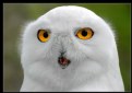 Picture Title - SNOW OWL