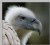 VULTURE PORTRAIT