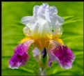 Picture Title - IRIS