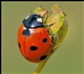 Picture Title - COCCINELLA SEPTEMPUNCTATA