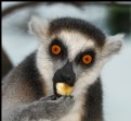 Picture Title - LEMUR