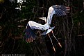 Picture Title - Great Blue Heron