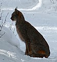 Picture Title - LYNX