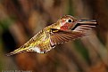 Picture Title - Lil' Red The Hummingbird ...After The Rain....