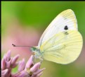 Picture Title - WHITE BUTTERFLY