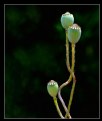 Picture Title - RED POPPY FAMILY 