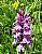 Orchis et insecte