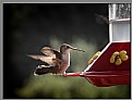 Picture Title - Humming Bird