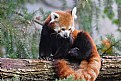 Picture Title - Red Panda