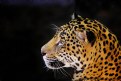 Picture Title - Jaguar