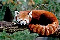 Picture Title - Red Panda