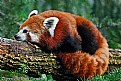 Picture Title - Red Panda