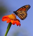 Picture Title - Monarch