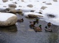 Picture Title - Snowy Mallards