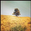 Picture Title - Lone tree