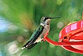 Picture Title - Hummingbird