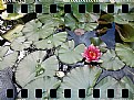 Picture Title - Ninfea (waterlily)...