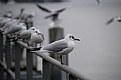 Picture Title - Seagulls