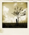 Picture Title - tree of hope