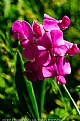 Picture Title - Everlasting Pea