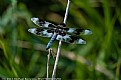 Picture Title - 8-Spotted Skimmer