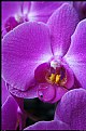 Picture Title - Orchid