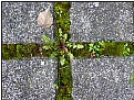 Picture Title - grass cross