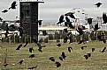 Picture Title - Crows 2