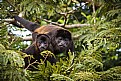 Picture Title - Howler Monkey Family