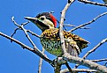 Picture Title - Woodpecker