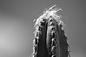 Picture Title - Cactus