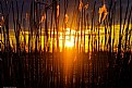 Picture Title - Golden Reed Sunset