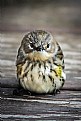 Picture Title - Young Fledgling