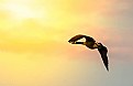 Picture Title - Sunset Flight