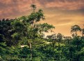 Picture Title - Beautiful Tea Garden