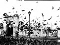 Picture Title - Pigeons