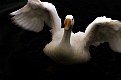 Picture Title - Flying Swan