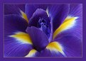 Picture Title - Iris