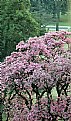 Picture Title - Spring  and Tree