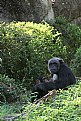 Picture Title - Mama and Baby Chimp