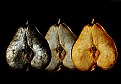 Picture Title - pears