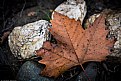 Picture Title - Leaf On Rocks