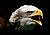 Alaskan bald headed eagle