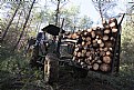 Picture Title - Forestry Workers