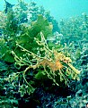 Picture Title - Leafy Sea-Dragon