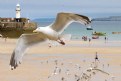 Picture Title - Harbour Seagulls 