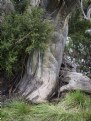 Picture Title - Riparian Stump