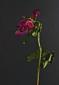 Picture Title - Tarnished Rose