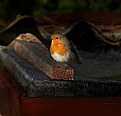 Picture Title - European Robin