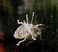 Picture Title - MARMOLATED STINK BUG